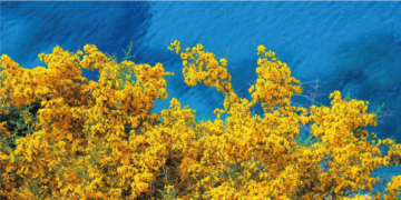 the-yellow-tree